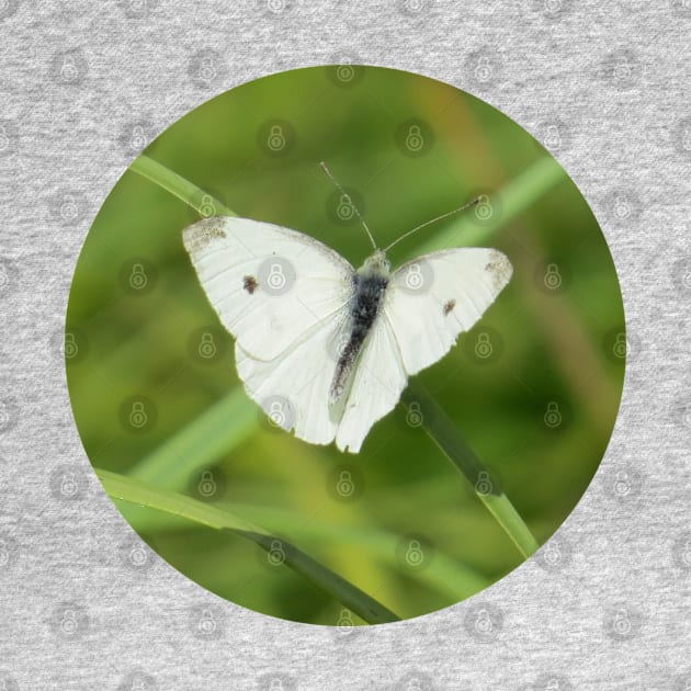 Cabbage White Butterfly-1 Rd by MaryLinH